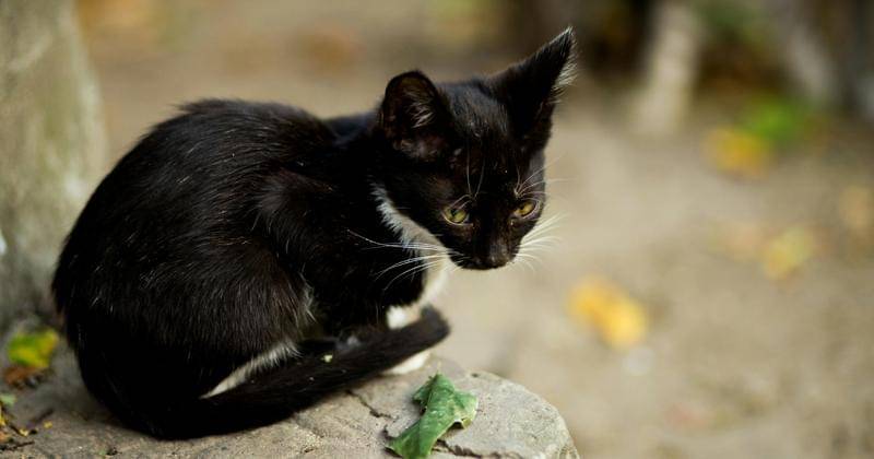 Pexels/EVG Kowalievska